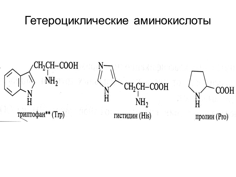Гетероциклические аминокислоты